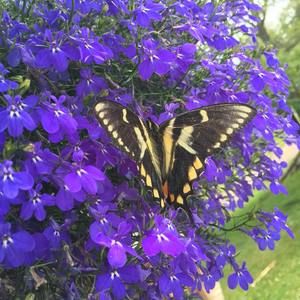 Meet your Posher, Lorie